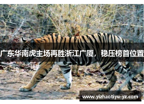广东华南虎主场再胜浙江广厦，稳压榜首位置